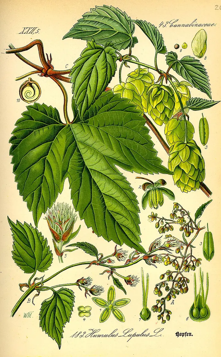 Nineteenth-century botanical illustration of the hop plant, Humulus lupulus, showing vine, leaves and cones
